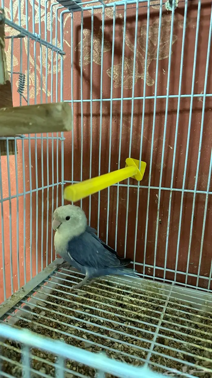 روز جوز 2