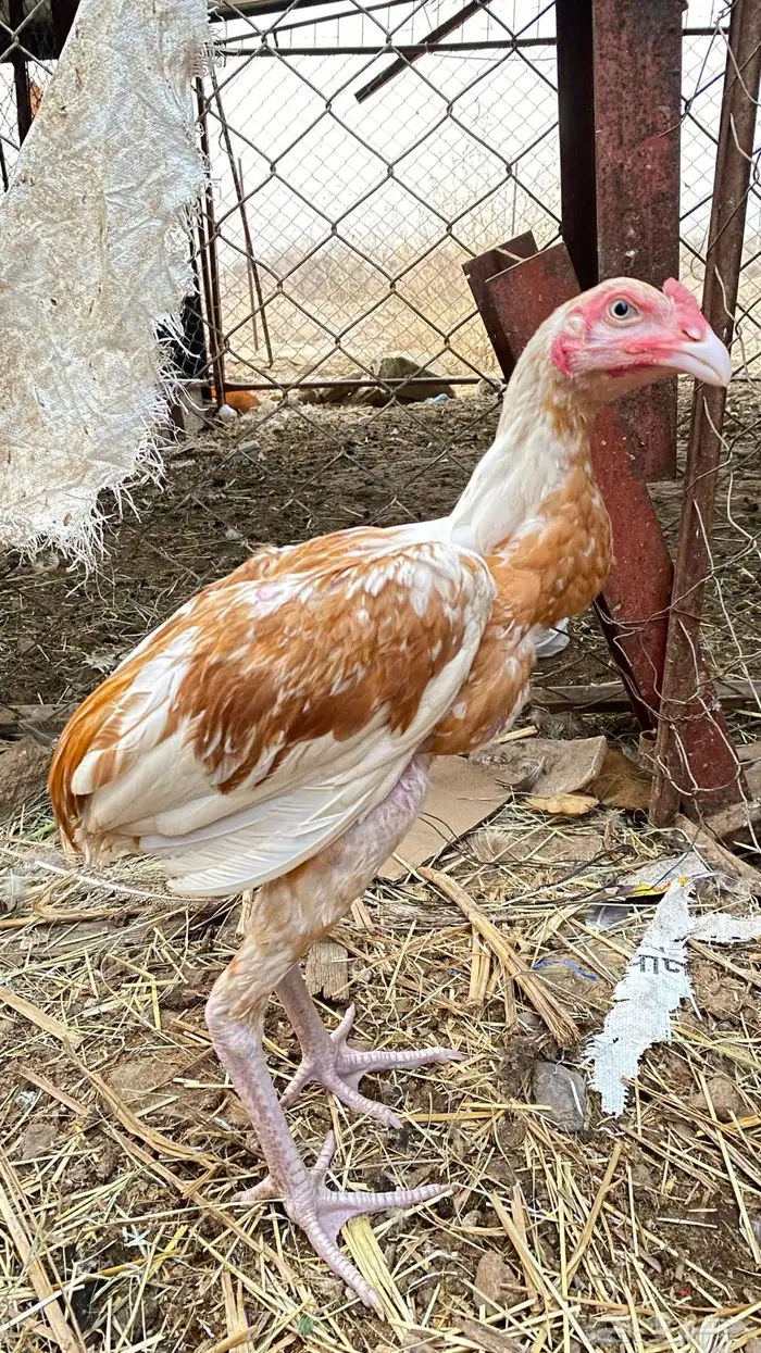 دجاج سندي بيور 1