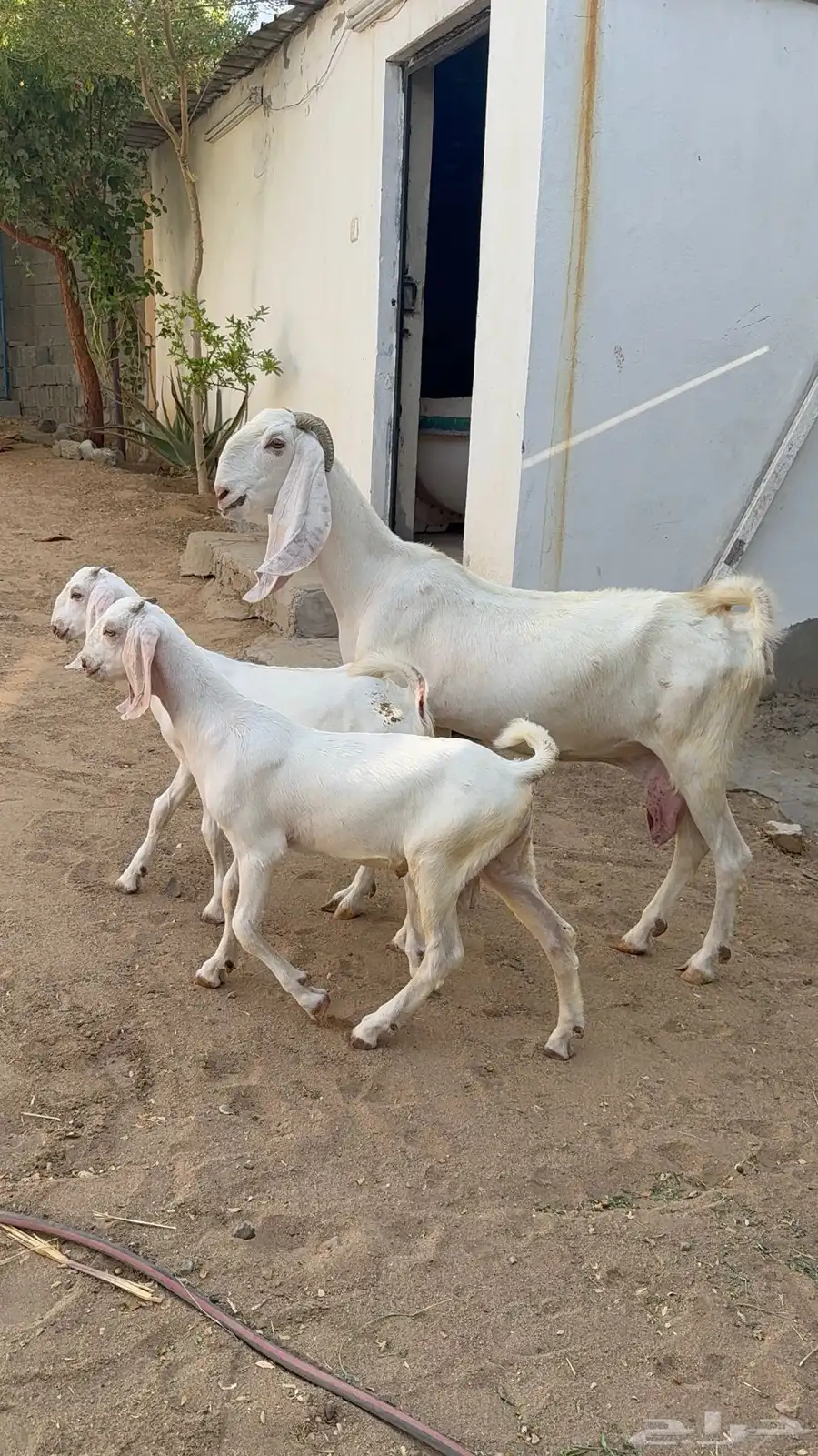 عنز بيضاء تحتها اثنين 3