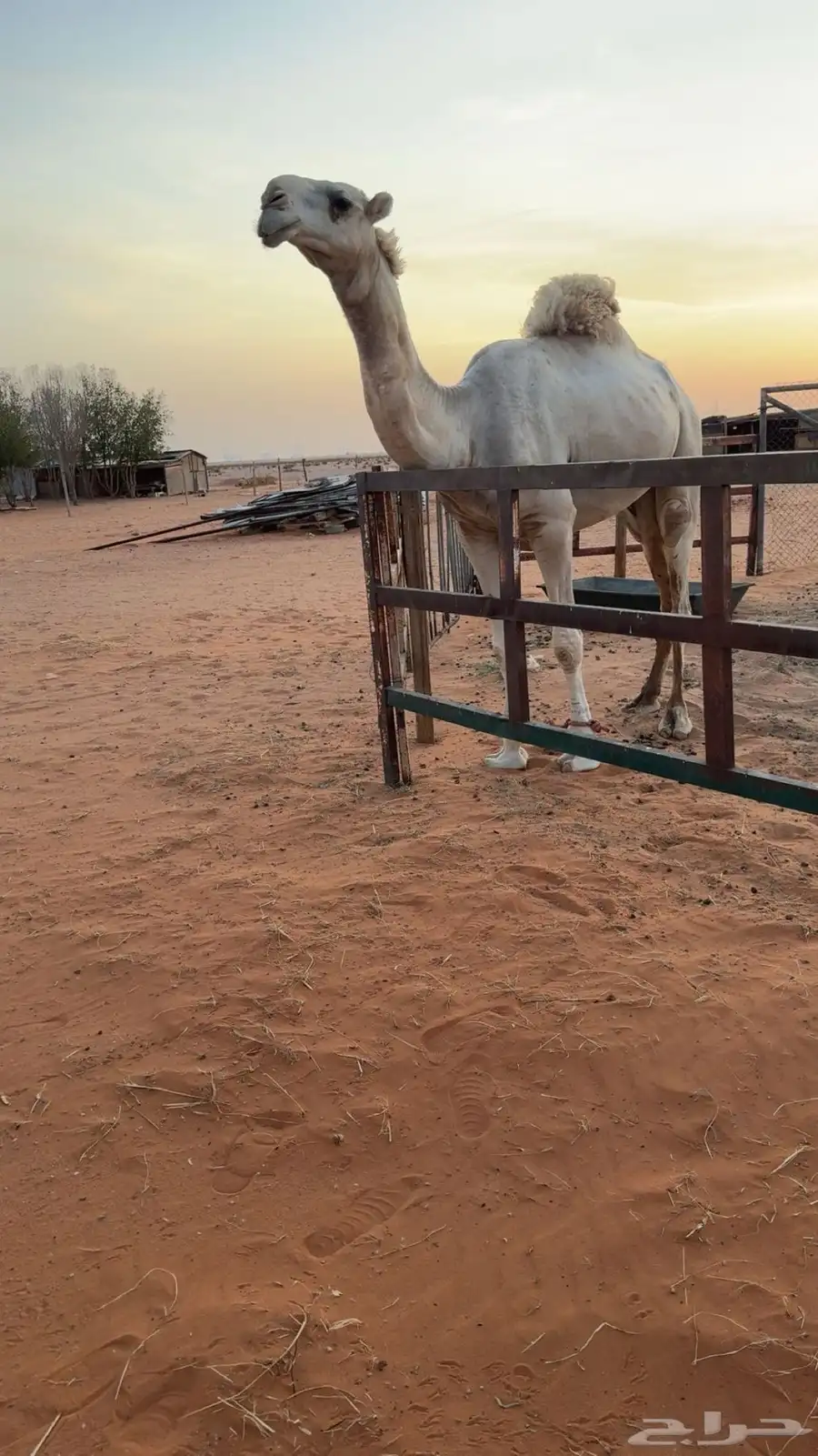 بعير معروف ساسه 0