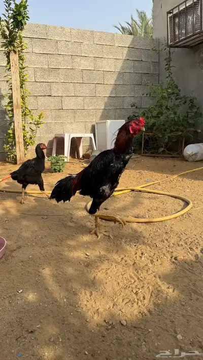 طقم شامو للبيع 2