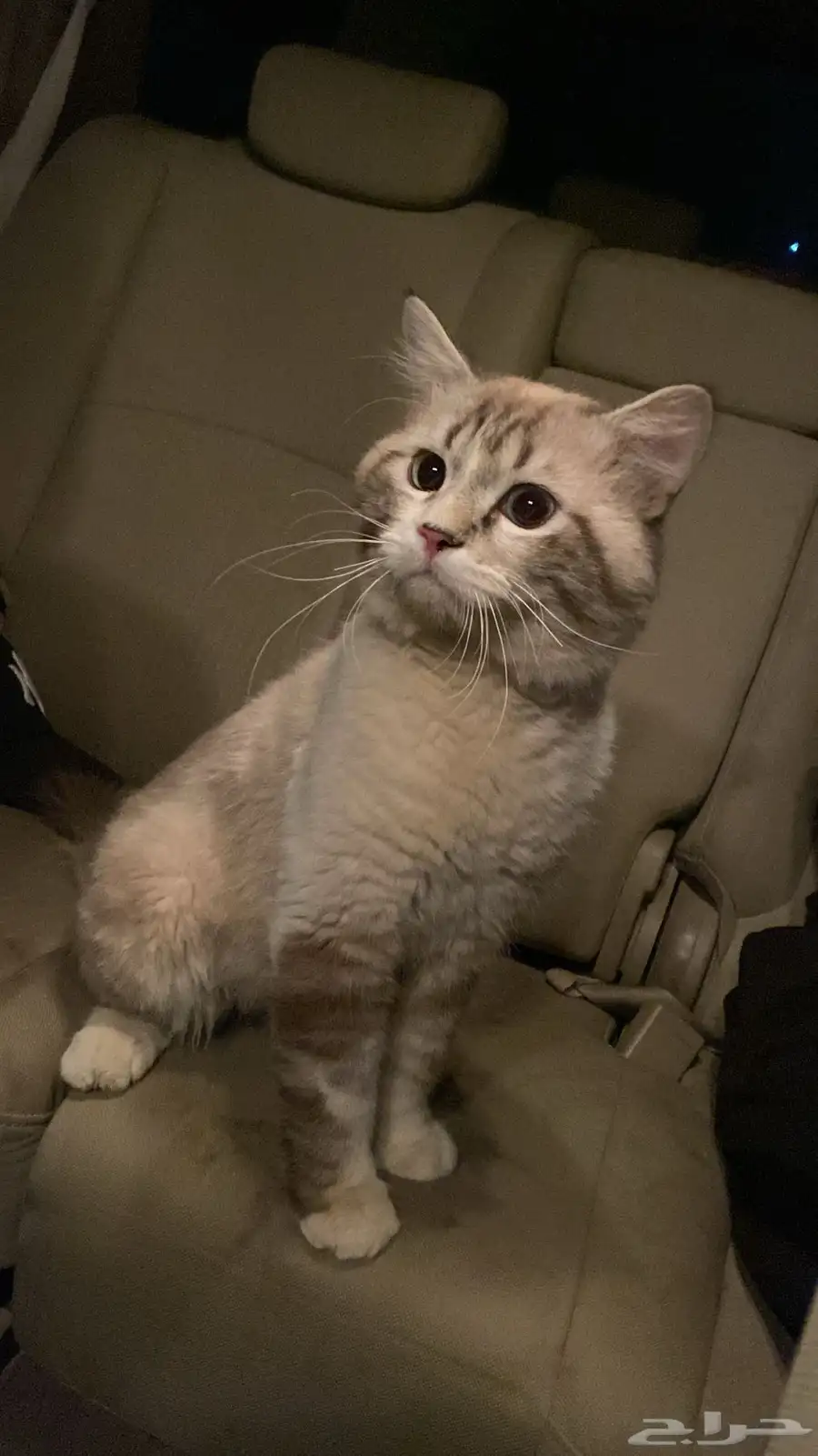 نضيف ما فيه اي أمراض صح ممتازه 2