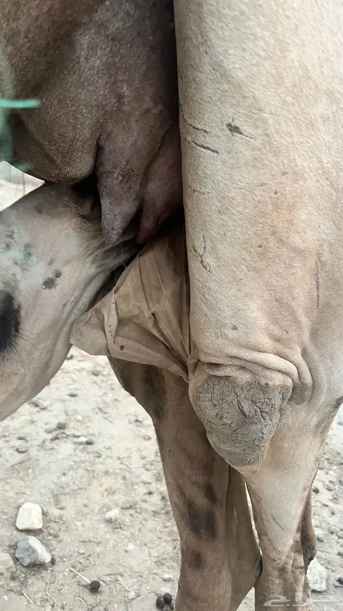 بكره ثنيه تحتها قعود 3
