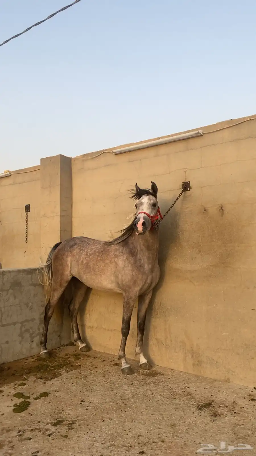 مهره شعبية شيخة 0