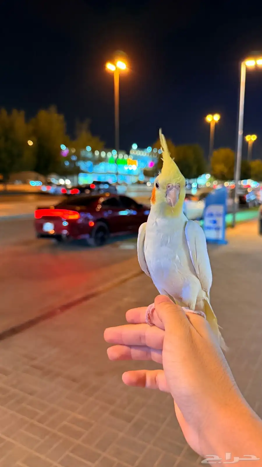 كروان للبيع 2