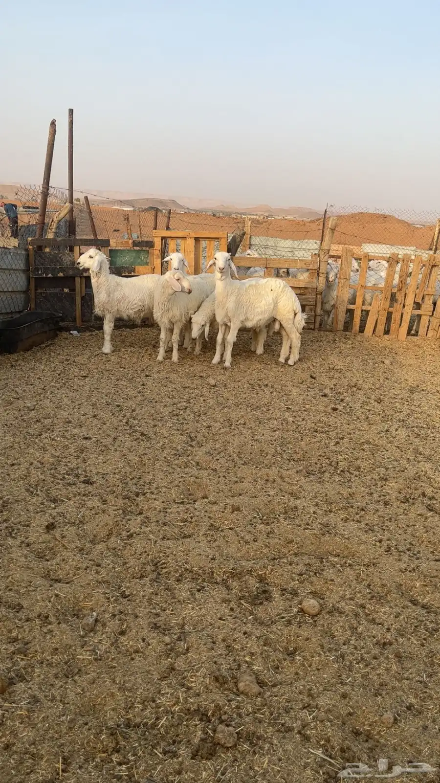 طليان حريه عدد 5 0