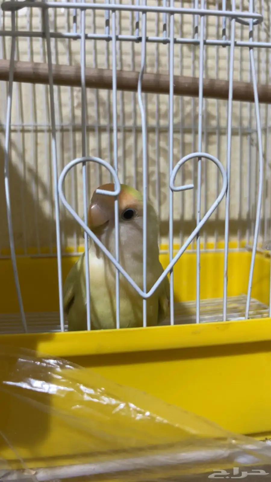 جوز روز 2