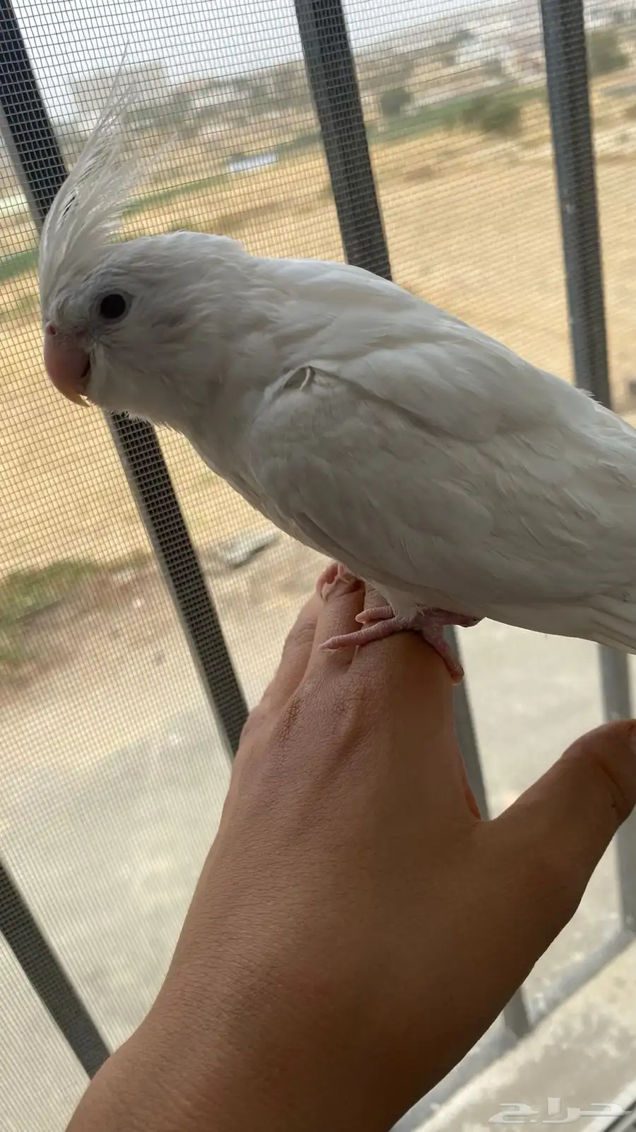 ببغاء اليف 1