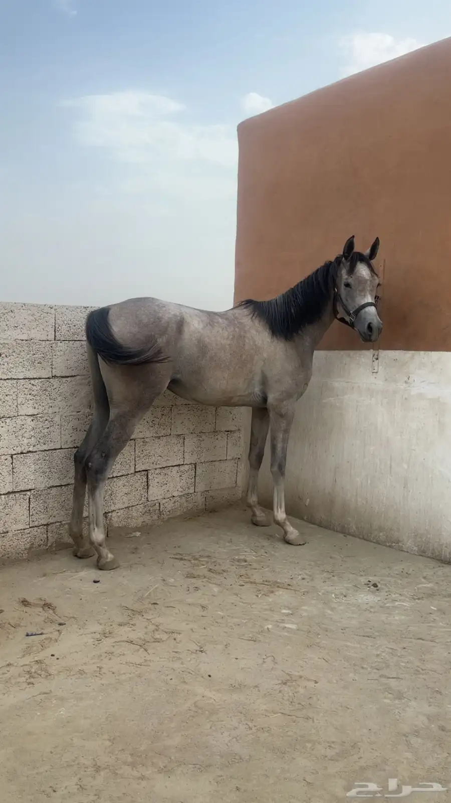 خيل 1