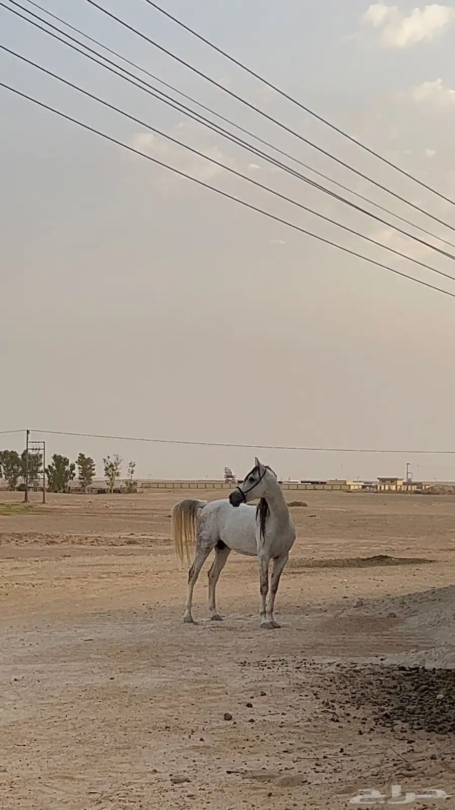 حصان شعبي بيع مستعجل index