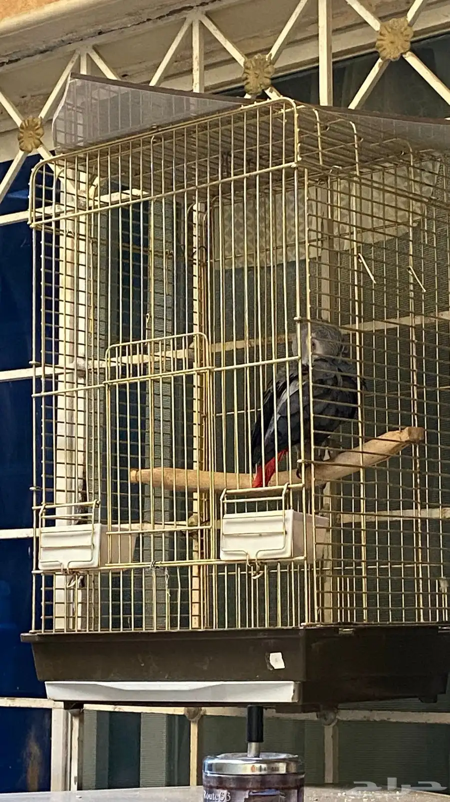ببغاء كاسكو 1