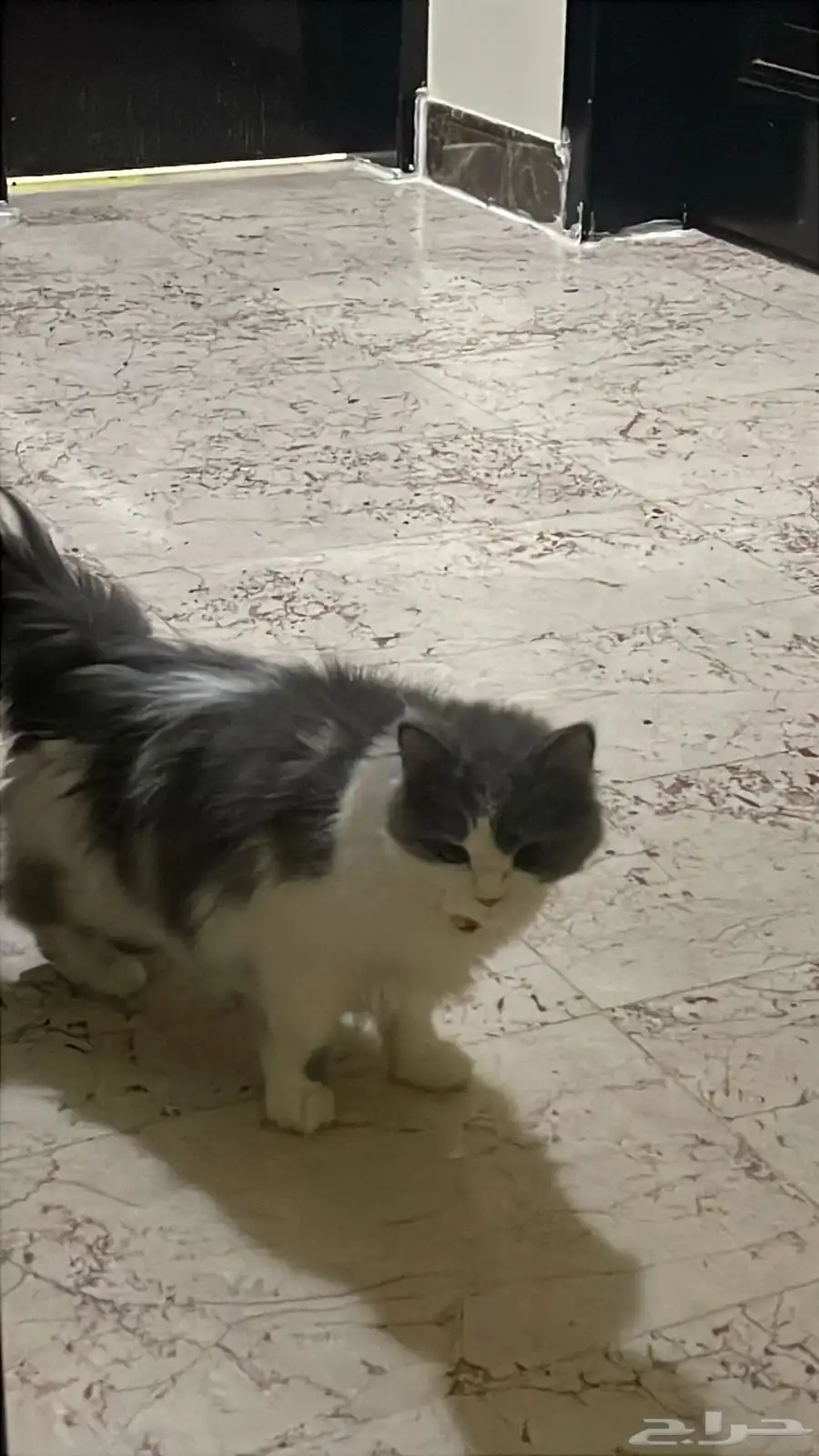 شيرازي انثى عرضتها للتبني عمرها سنه مطعمه وليست معقمه 0