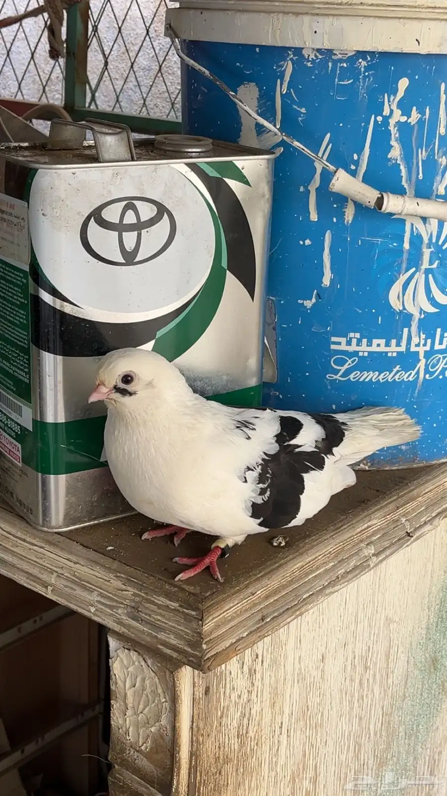 حمام للبيع index