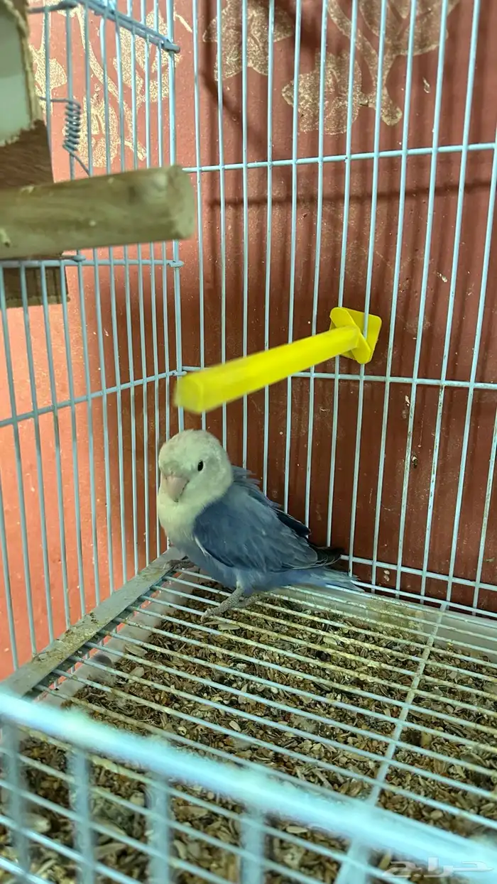 روز جوز 1