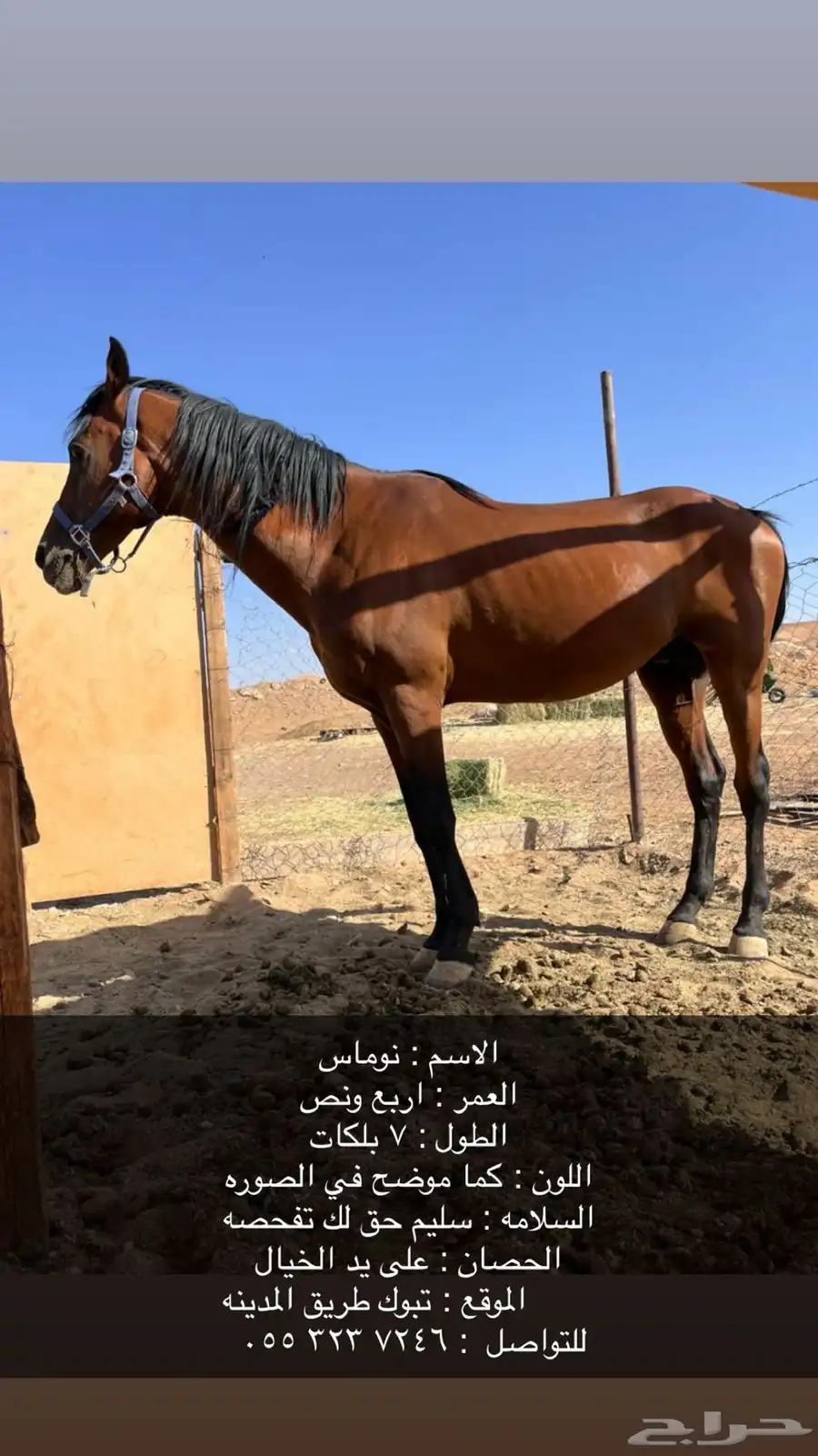 حصان للبيع 0