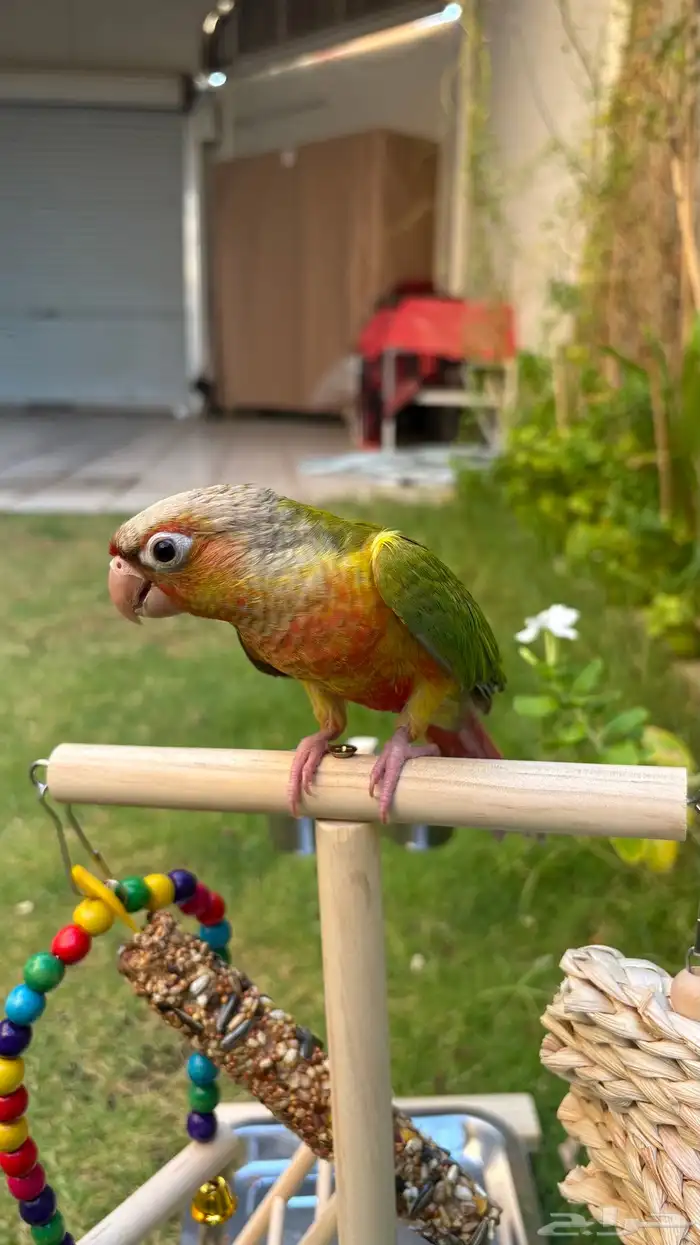 كنيور اناناس العمر 3 شهور   Pineapple Conure 3