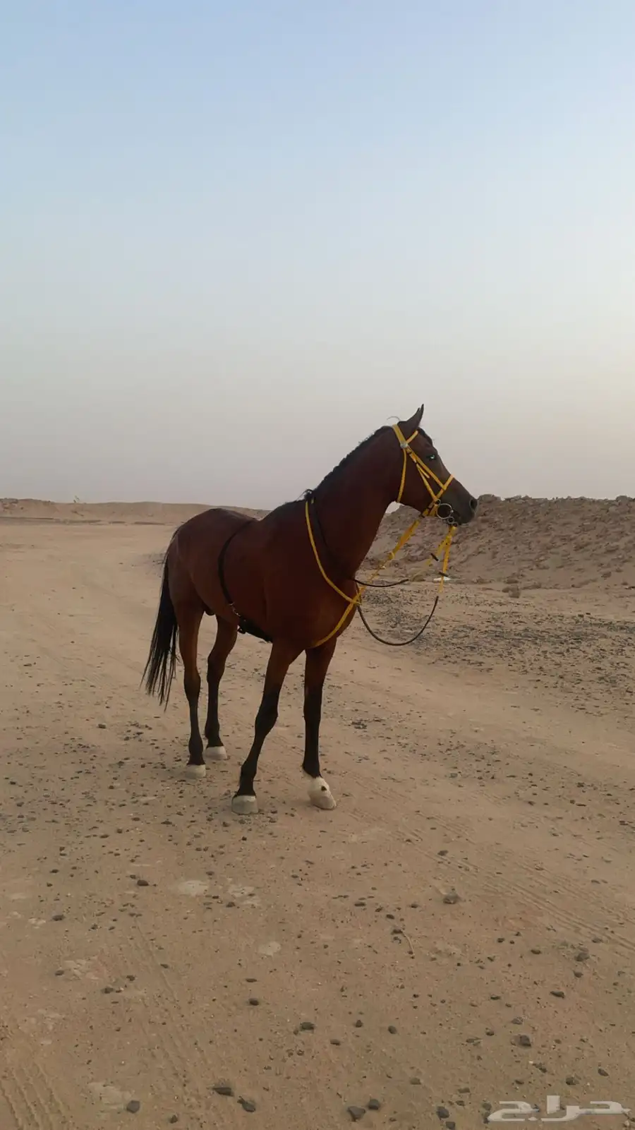 حصان شعبي طرب تربيع وخطوه 3