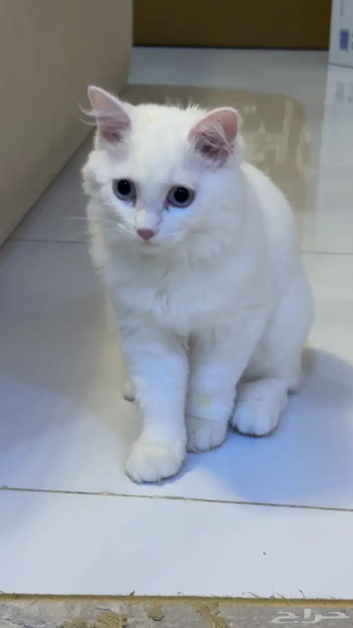 شيرازي للبيع ذكر 1