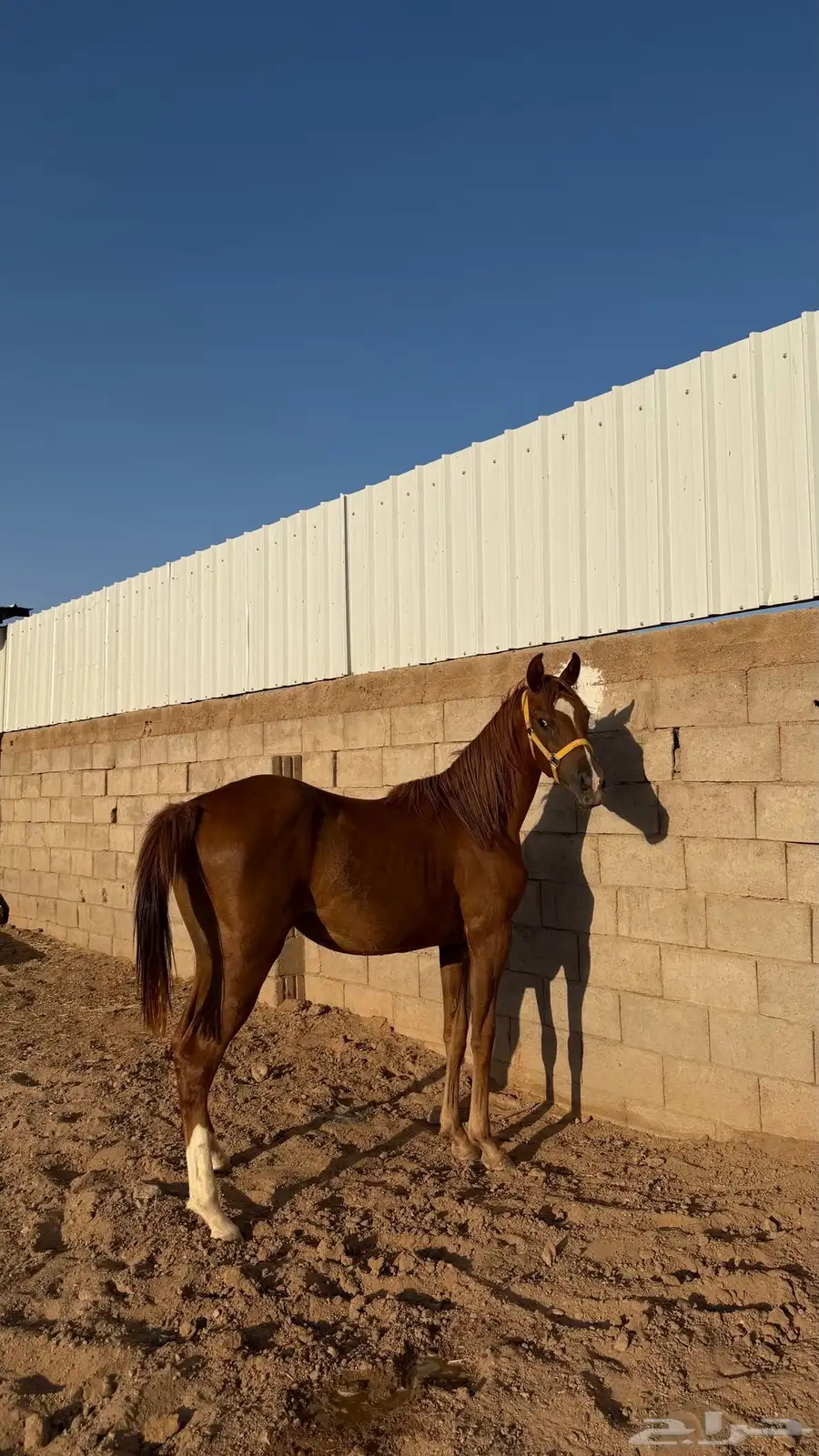 مهره شعبيه index