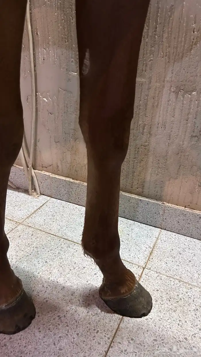 مهر فاخر 5
