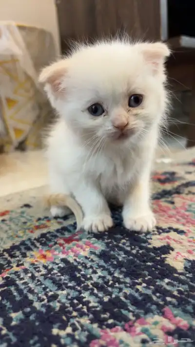 قطط كيتن 2