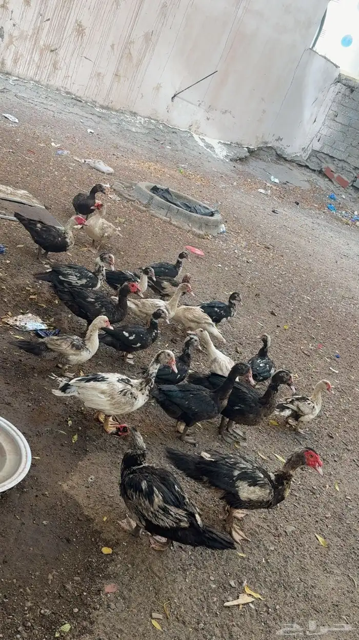 بط بلدي للبيع 1