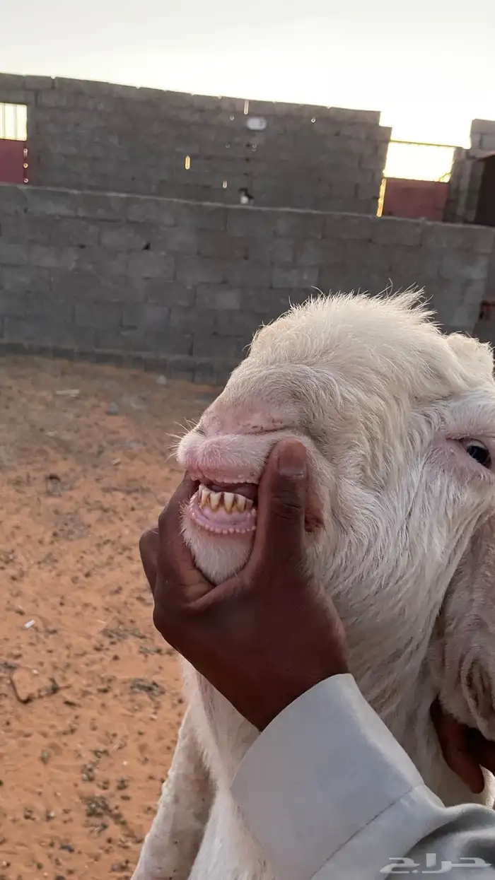 فحل هولندي 2