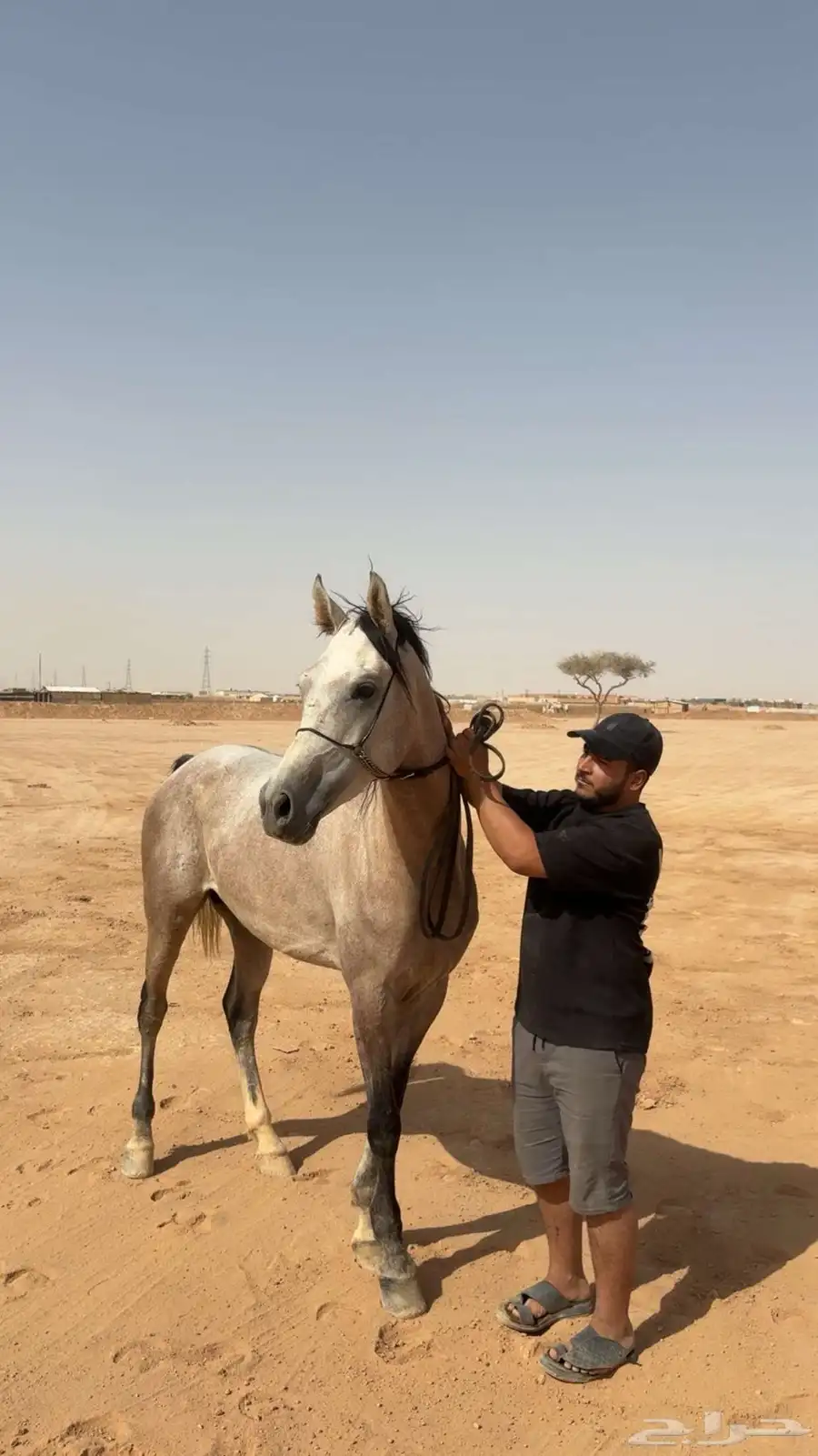 بسم الله. عرض حصان شعبي شيخ وسبوق 3