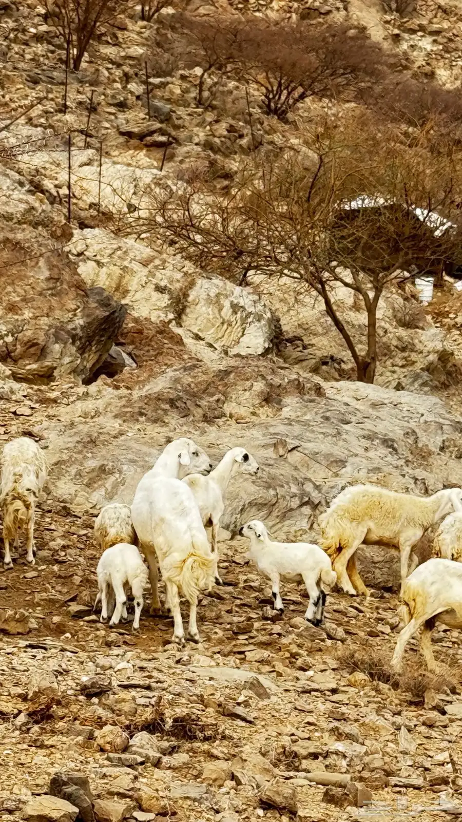 خروف حري غير مشروط طول ومد  ماشاءلله 1