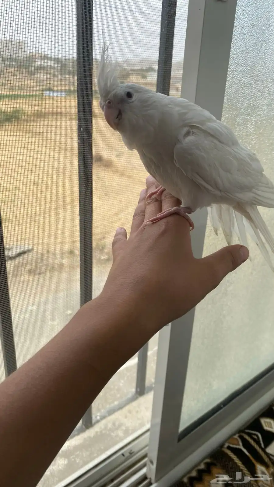 ببغاء اليف 2