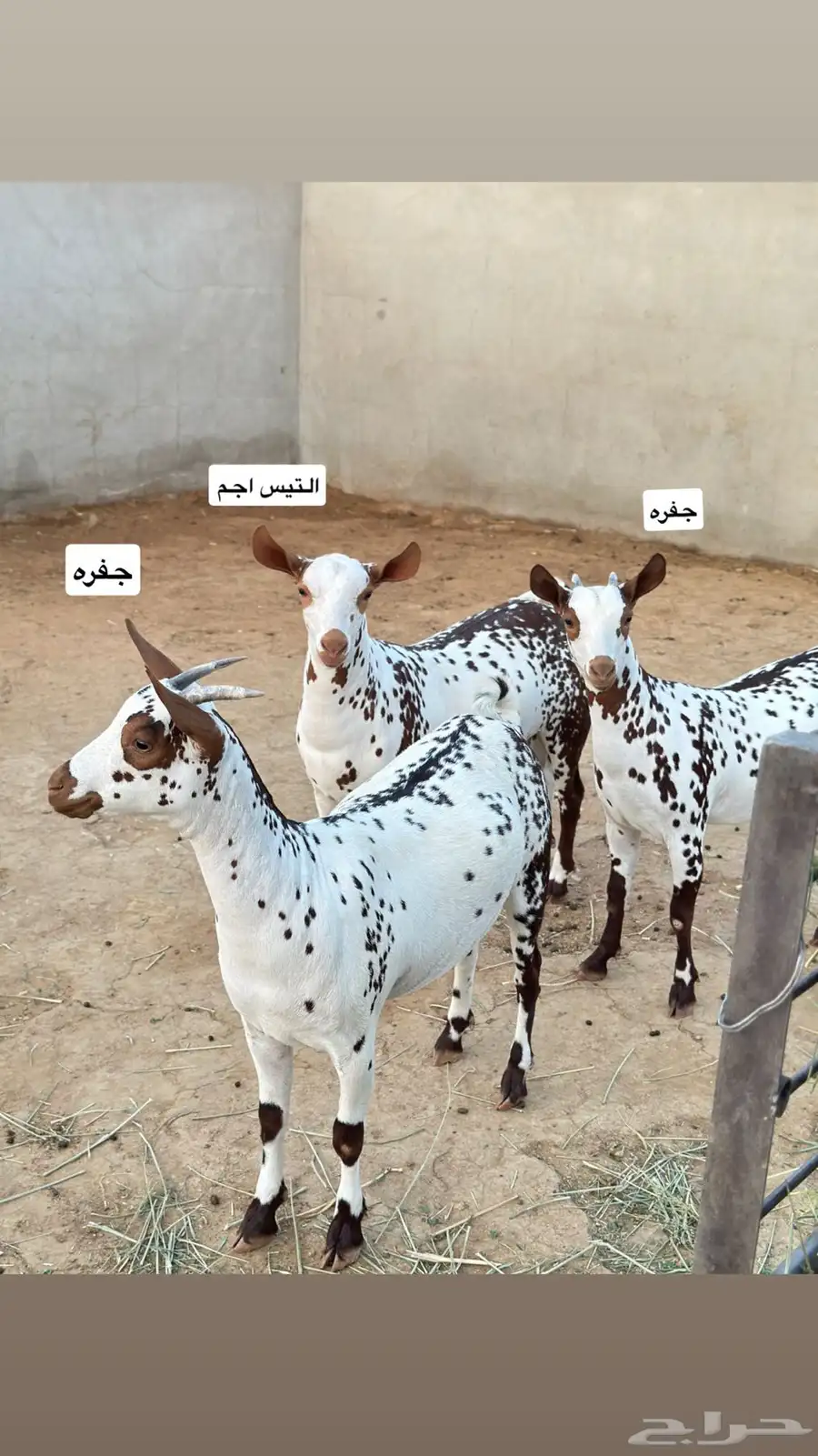 عرض تيس وجفرتين عمانيات ( صلاليه ) index