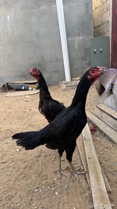طقم شامو للبيع 1