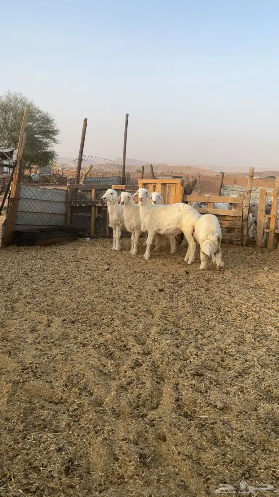 طليان حريه عدد 5 2
