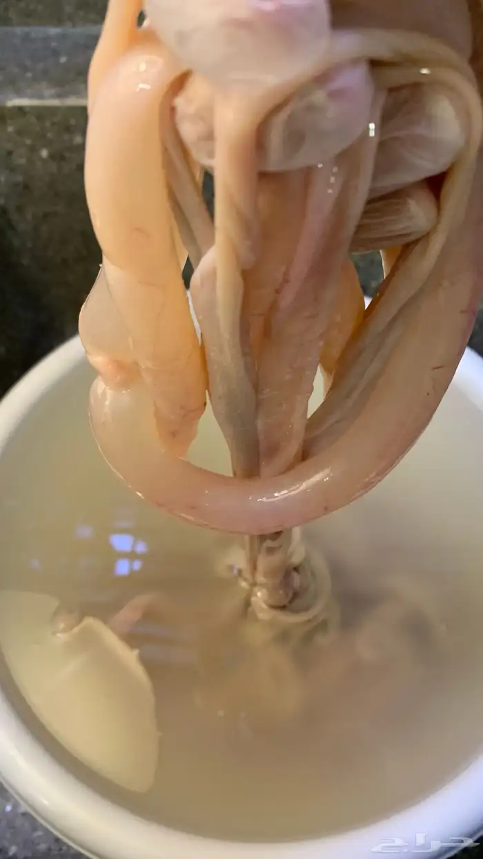 كراعين وكروش ومصارين وروس غنم شغل نظيف جدا . 7