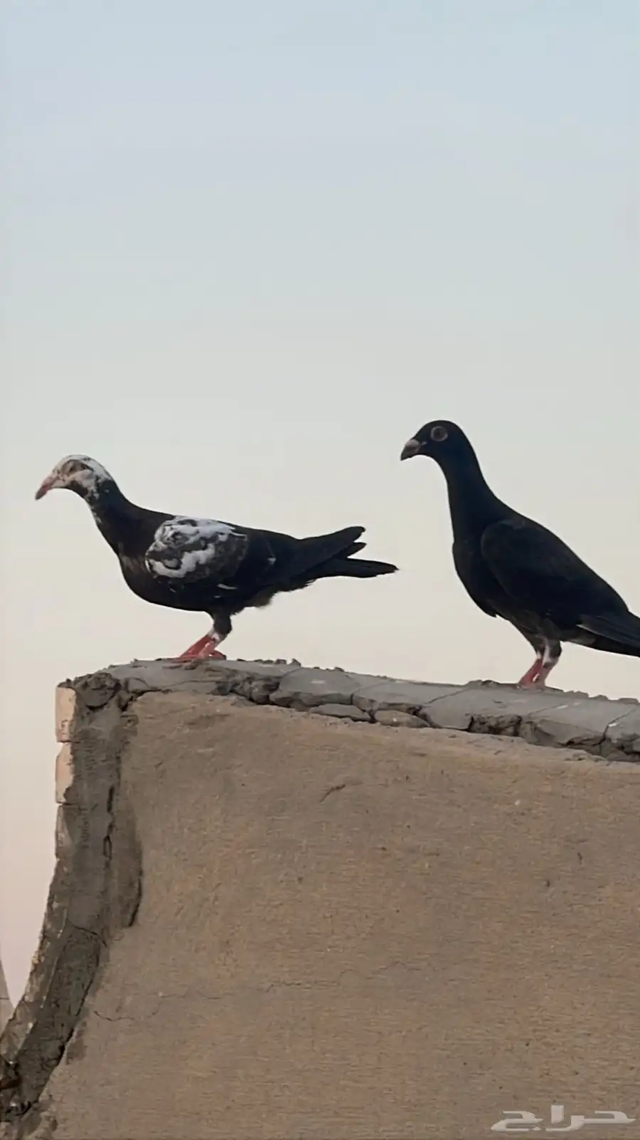 حمام كش كشامره على مراسيل 3