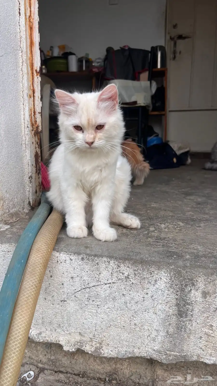 قطط شيرازي اناث للتبني ( رجال المع ) 2