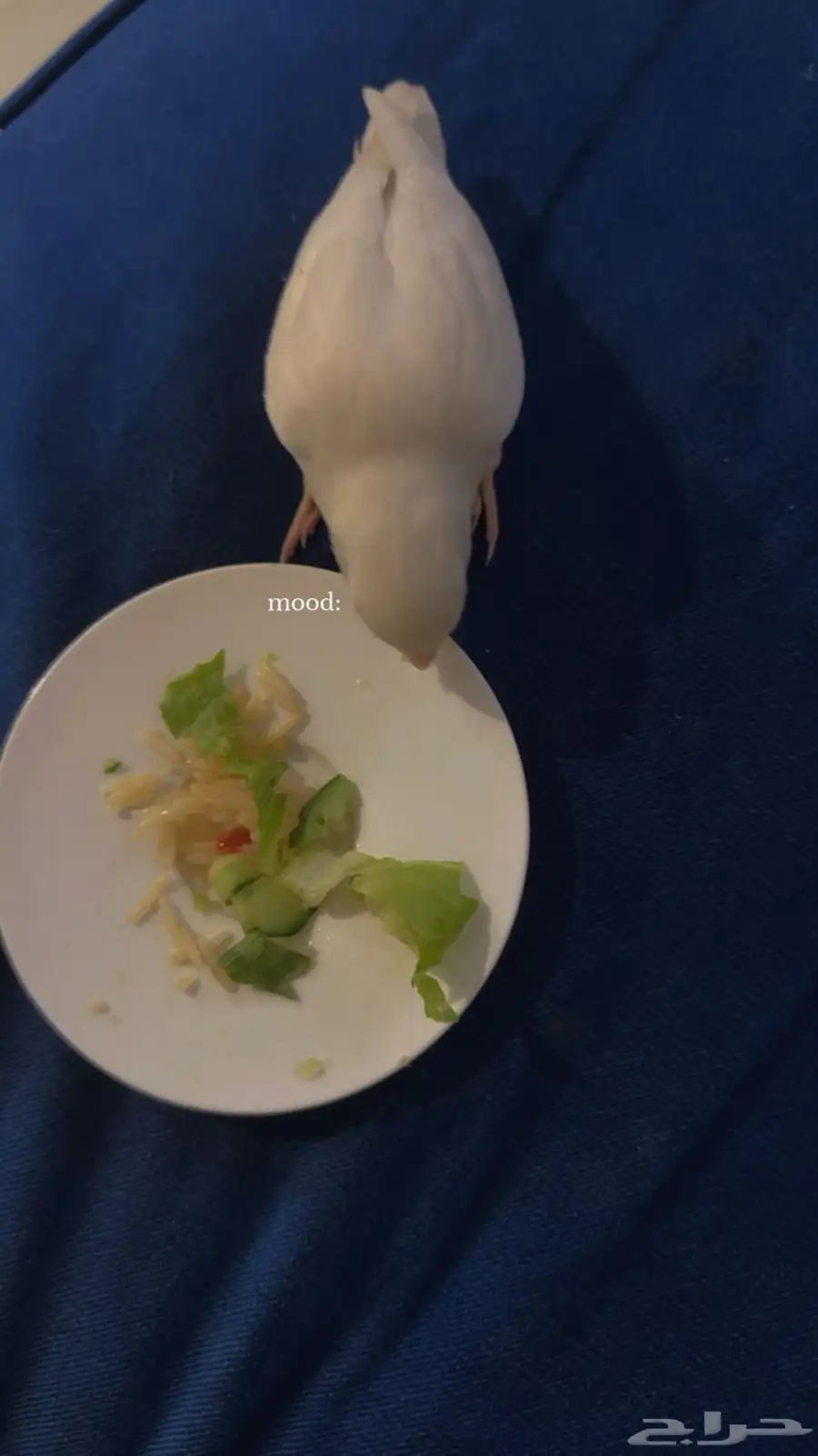 عصفور روز للبيع 1