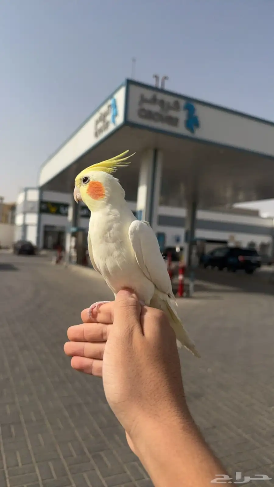 كروان للبيع 1