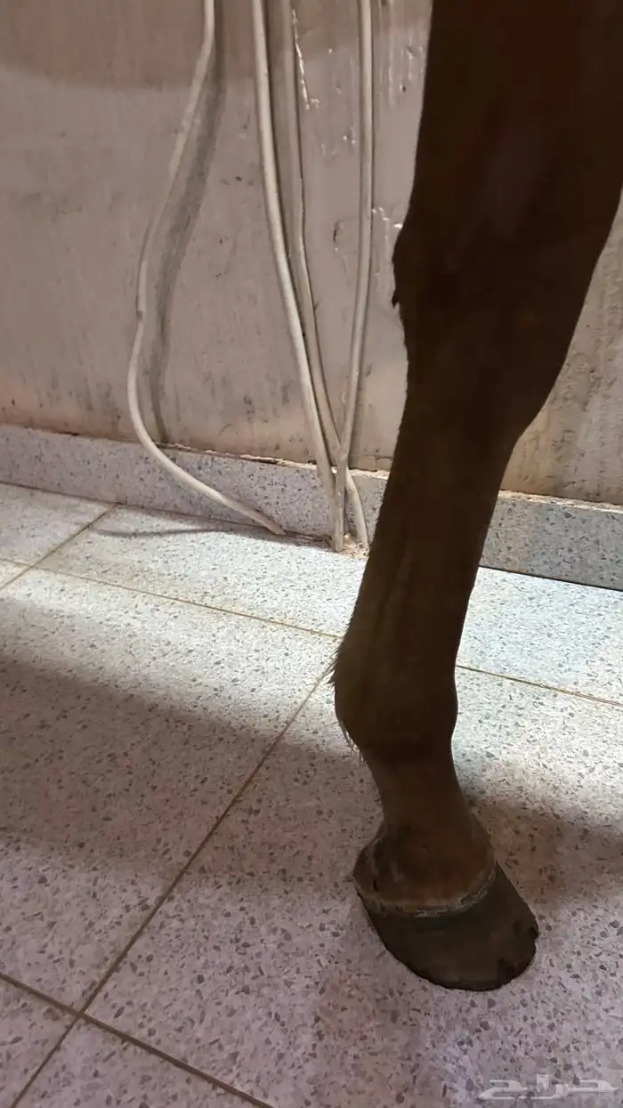 مهر فاخر 4