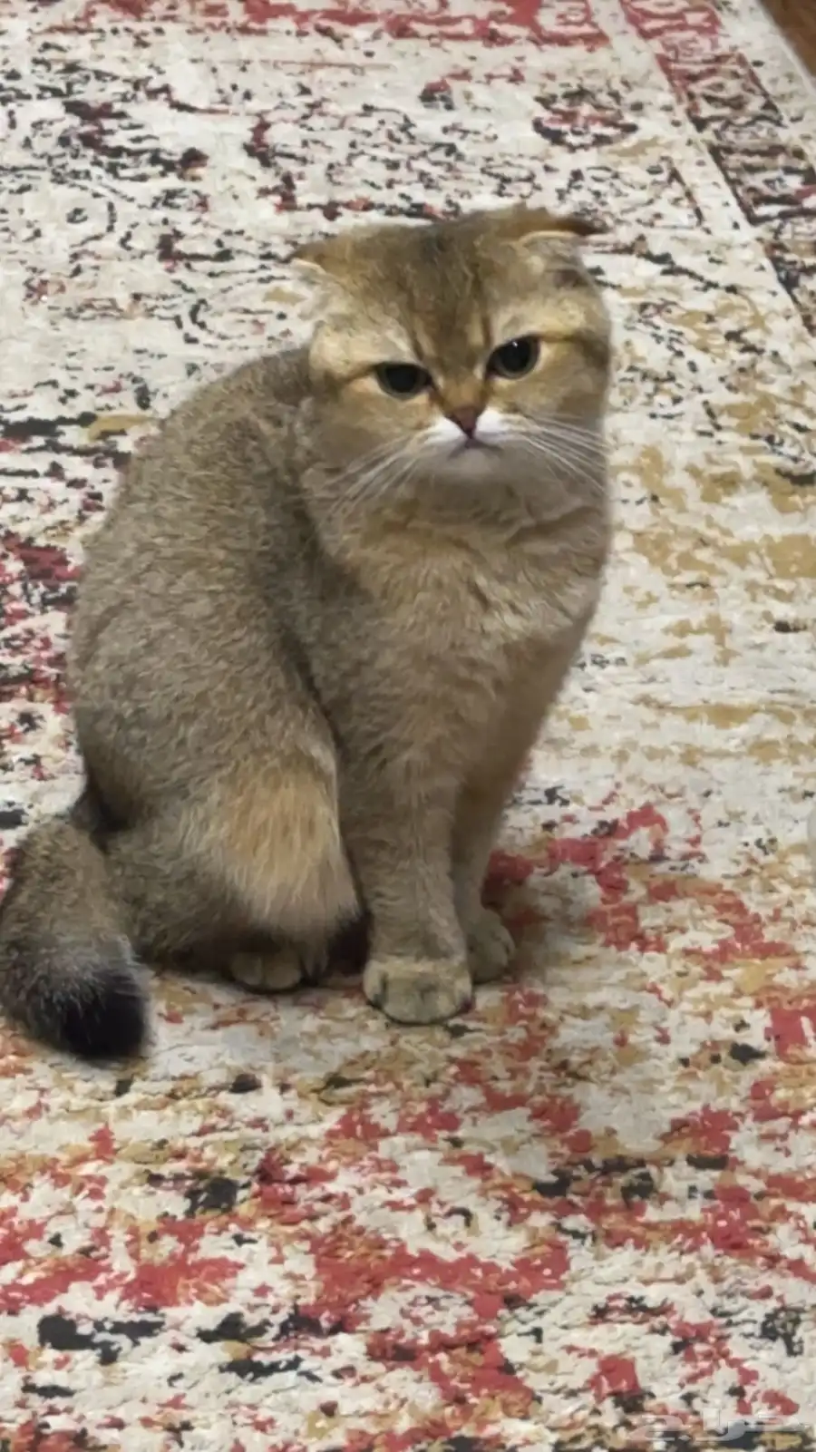 سكوتش فولد قولد 2