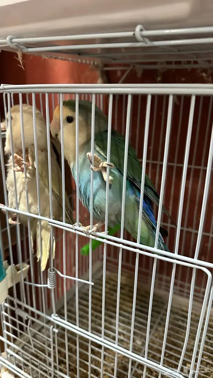 روز جوز 4