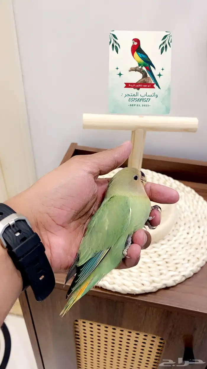ببغاء روز هدد (تم البيع الله يبارك له بعدد ريشه) 2