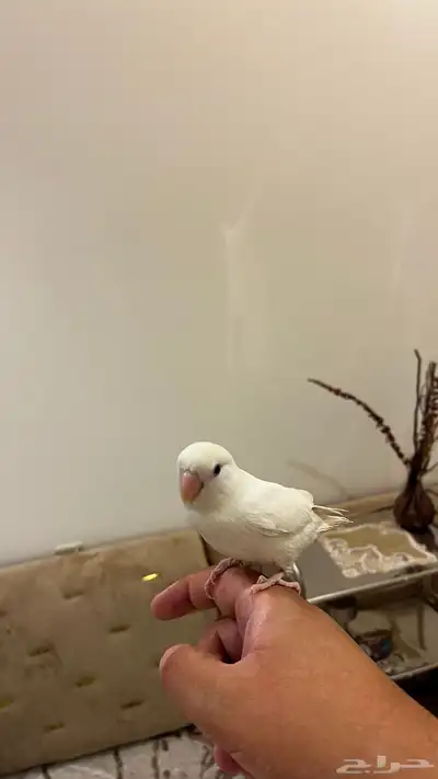 ببغاء روز البينو (عيونه حمرا) اليف لعوب 2