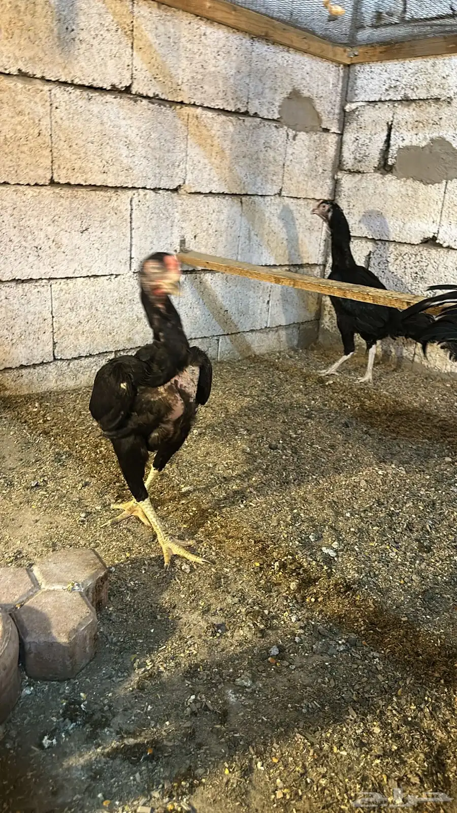 دجاج زينه 21