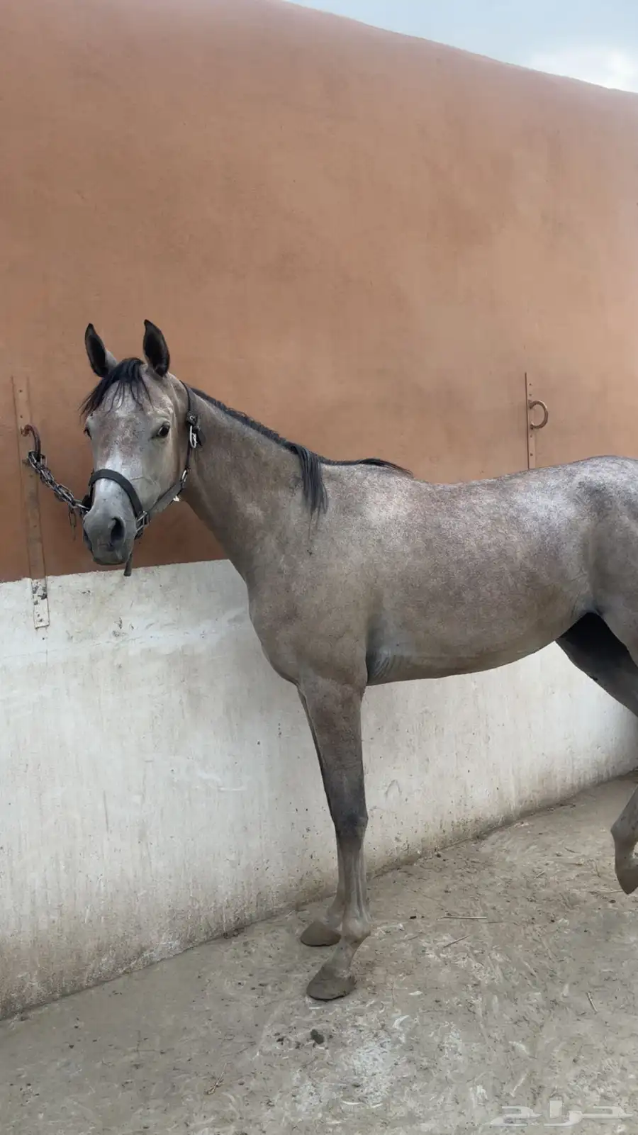 خيل 2