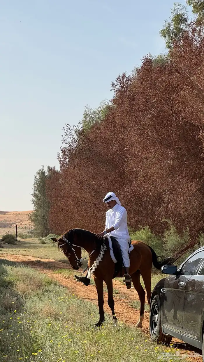 حصان واهو 10
