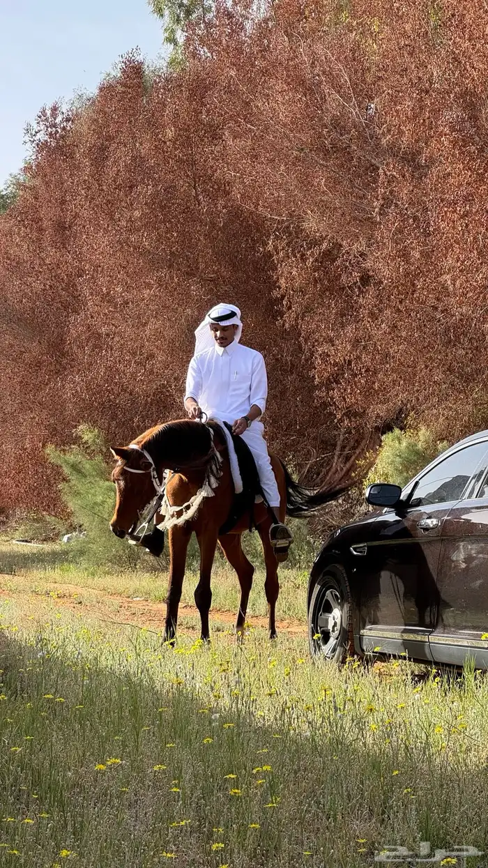حصان واهو 12