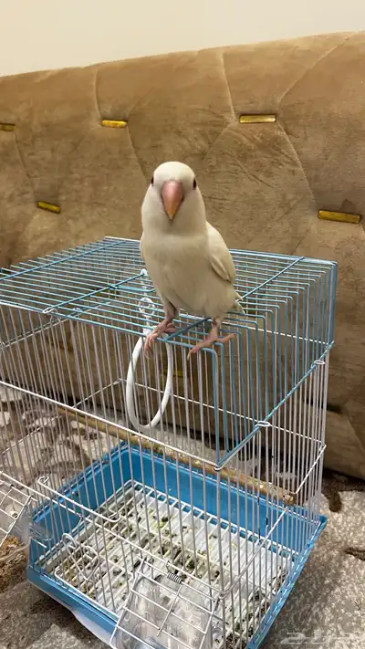 ببغاء روز البينو (عيونه حمرا) اليف لعوب 4