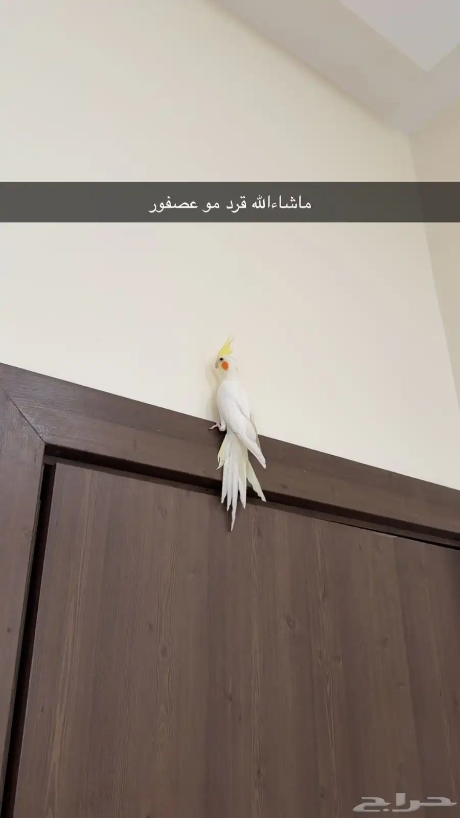 كروان للبيع 3