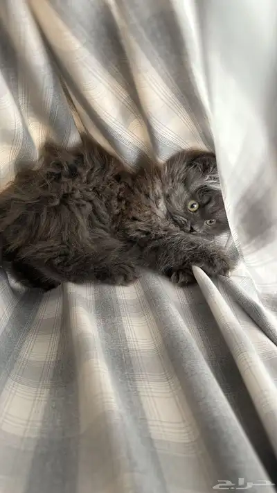 قطه شيرزايه 4